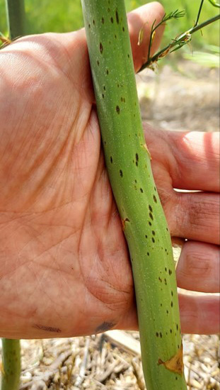 Purple spot lesions on asparagus.